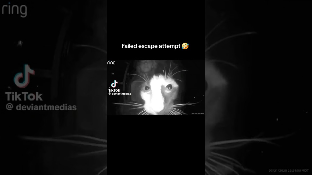 Failed Escape Attempt 