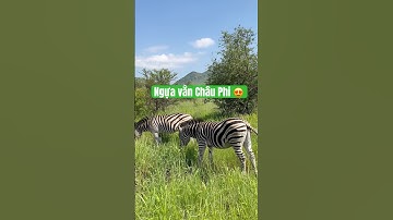 #shorts ngựa vằn Châu Phi siêu dễ thương 🦓