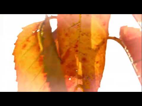 Laki Ya Oummi لك يا أمي ترنيم الأب شربل عبد المسيح