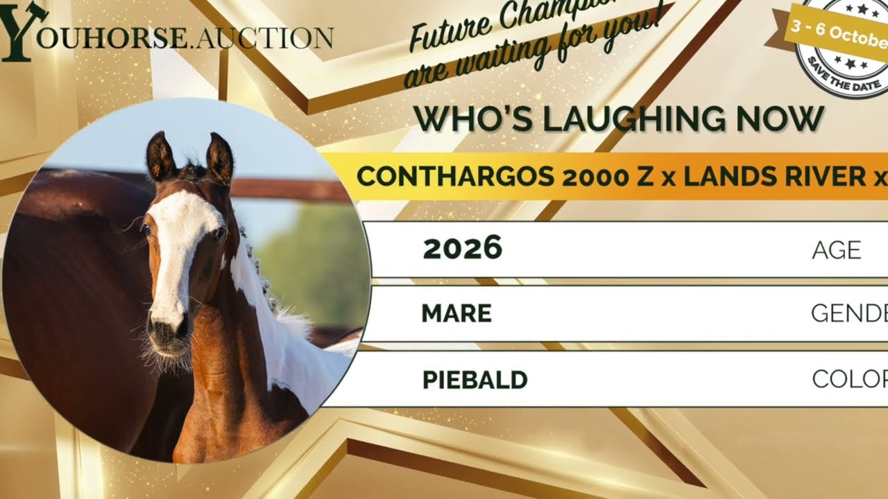Anglo European Studbook Mare Foal (05/2026) Pinto in Waddinxveen
