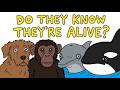 Do Animals Know They Exist?