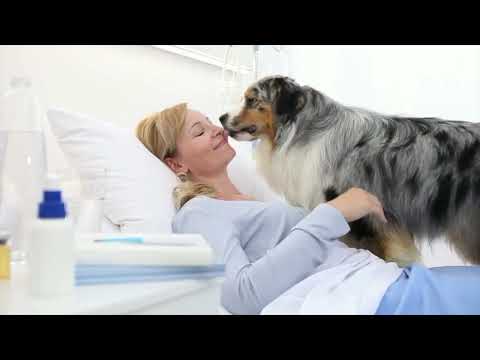 Video: Qual è la differenza tra cani di servizio, cani terapia e cani di supporto emotivo?