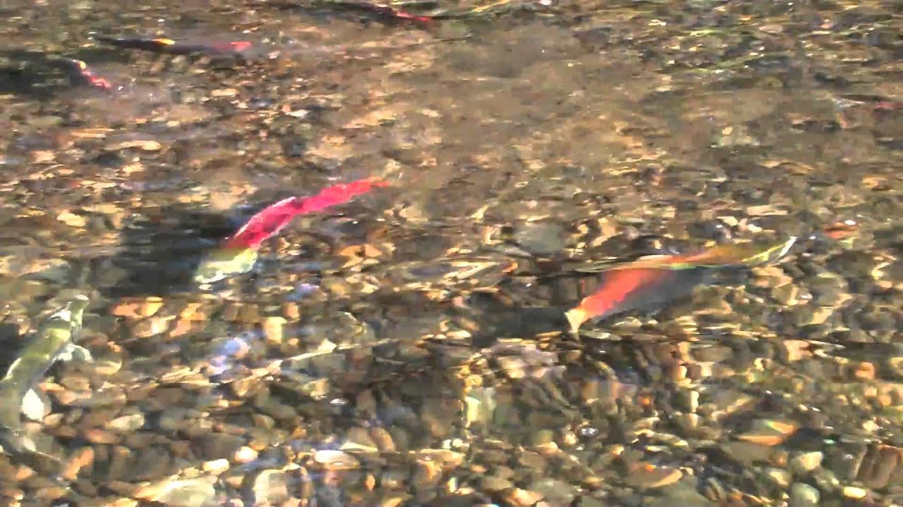 Salmon Run YouTube