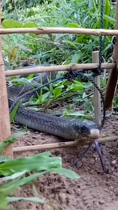 Perangkap Ular #ular #perangkap