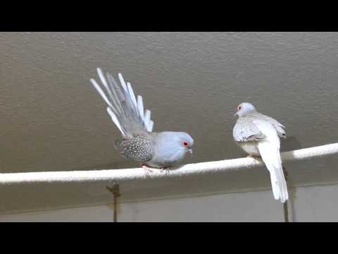 Video: Diamond Turtle Dove: Mga Tampok Ng Lahi