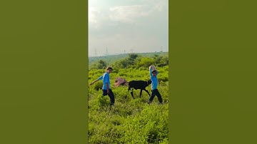 Village life ✨️ 🙌 ❤️ #villagelife #song #relaxingmusic #instrumental #sorts #viral #viralvideo