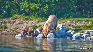 Katmai Bears 7-26-26.  The #132 Spring Cubs Play and Explore while Mom Fishes.  explore.org