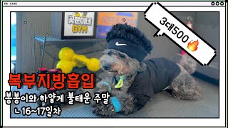 [복부지방흡입]지흡16~17일차 식욕문제|봉봉이와 주말 하얗게 불태우다