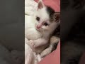 ミルクボランティアで里親に出した子の懐かしいの出てきた。。