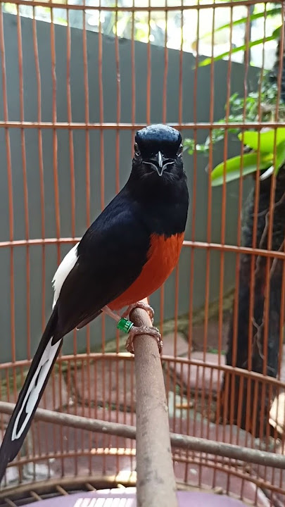 kutilang mulai deketin murai,apa jadinya ini murai kalau kutilang isian nya