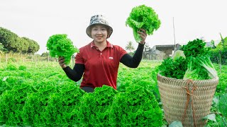 Harvesting Lettuce to the Market to Sell    Vegetable garden care ! Lucia's daily life