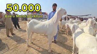 Wednesday, April 15, 2026 Bakra Mandi ​ڈی جی خان منڈی میں زلزلہ کے ایسے بکرے جو پہلے کبھی نہیں 