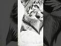 Realistic Tiger Drawing ✍️ (part-7)#shorts #youtubeshorts #youtube #drawing #tiger #artbyabhishek