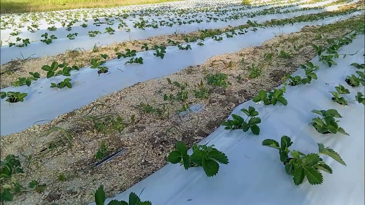 выращивание клубники в Краснодарском крае, агроном клубничник. - YouTube