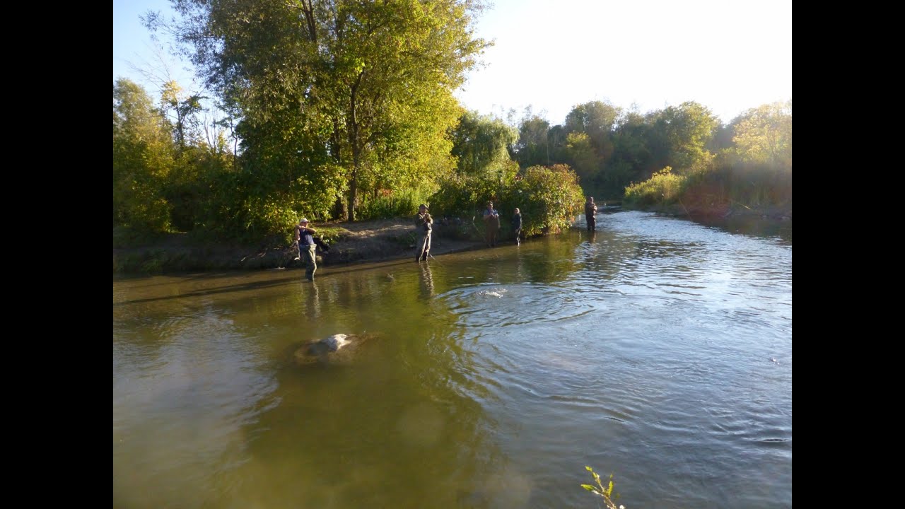Bowmanville Creek Massive Salmon Run YouTube