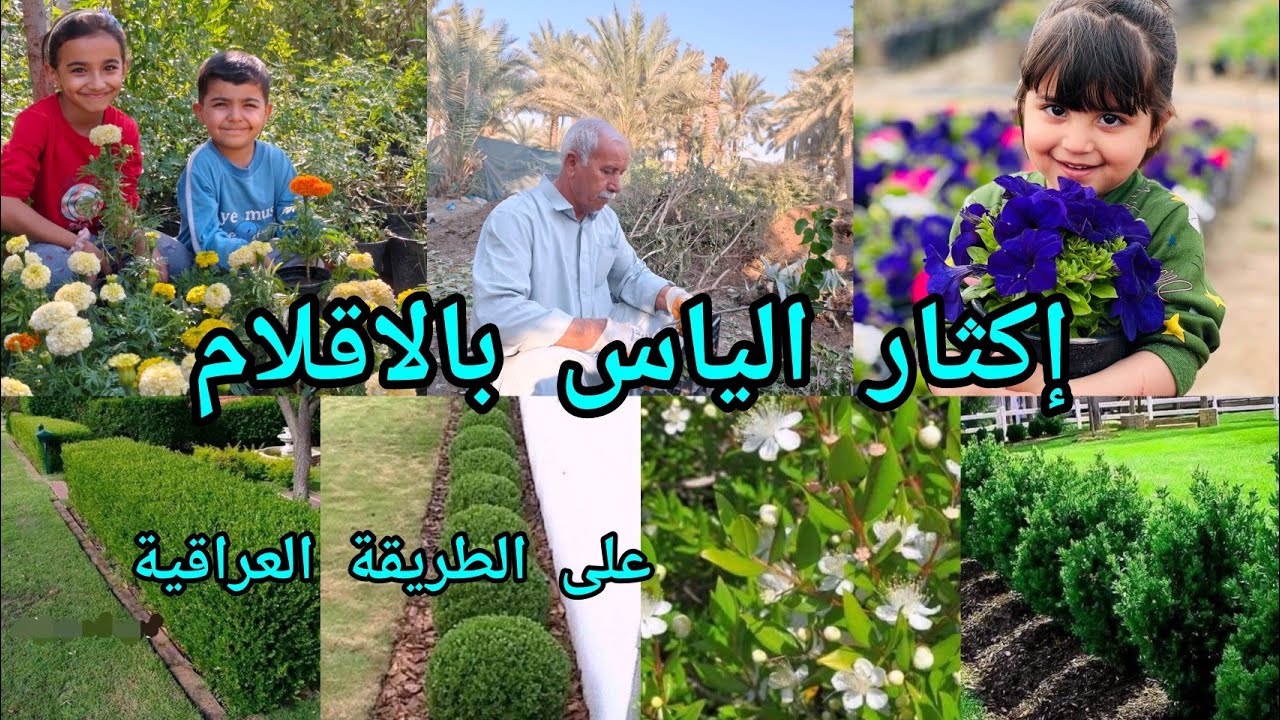 الطريقة الصحيحة لزراعة اقلام الياس على الطريقة العراقية بنسب نجاح عالية 