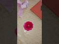 🌸 Easy Paper Rose Making Tutorial ✂️ | DIY Paper Flower Craft 💖 #PaperRose #DIYCraft #PaperFlower