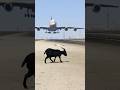 Little Goat 😱 Accidentally Comes Runway During Airbus Landing Gtav #gta5 #viralvideos #viralshorts