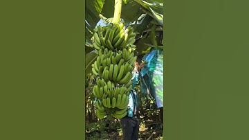 Chọn Giống chuối để làm mẫu nuôi cấy mô #sihovi