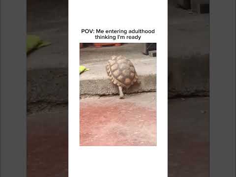 Subscribe For More Inspiring Content Relatableshorts Relatable Turtles
