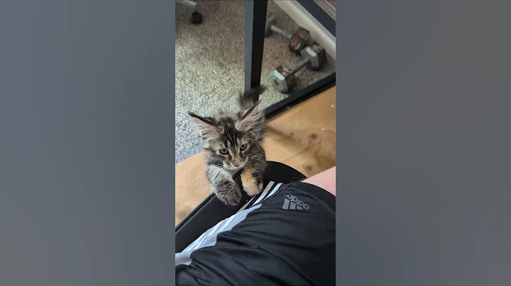 Video 10526051: mainecoons mainecooncat mainecoonkitten, mainecoonkitten kitten mainecooncats, mainecooncat mainecoonkitten cats, cat kitten climbs