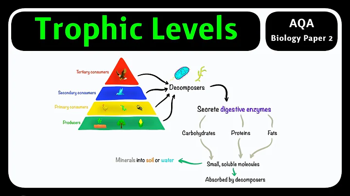 GCSE Biology AQA - Trophic Levels | Producers to Apex Predators [2026 exam]