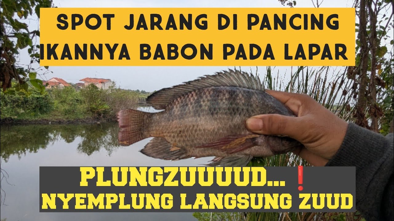 Babon mujair sak bantal takluk juga di tangan Budi ❗ mancing mujair nila dapat babonya dirusuh wader