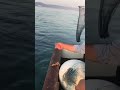 Çipura avı 8