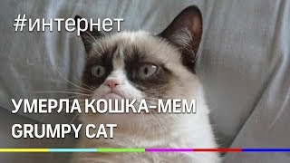 В США умерла сердитая кошка-мем Grumpy Cat В США умерла сердитая кошка-мем Grumpy Cat