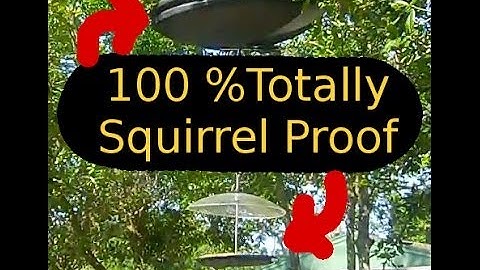 Keeping Squirrels Out of Bird Feeders