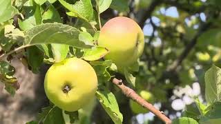 Kubat - Gesi Bağları (Yedi Karanfil) Resimi