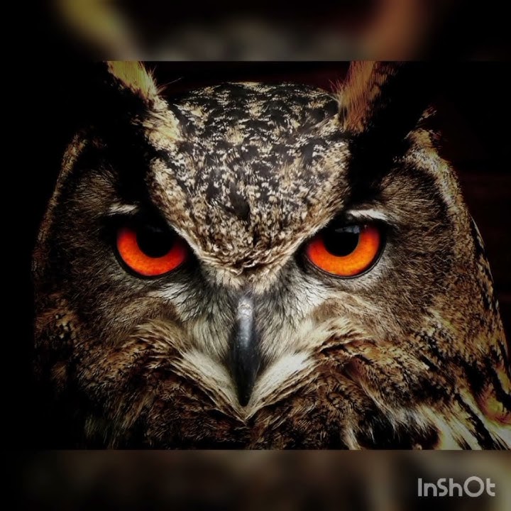 Top Owl sms notification owl _ new ringtone _ Lover Ringtone_ mp.3