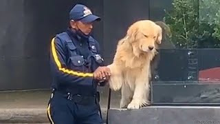 No podrás parar de reír con estas divertidas interacciones entre | PERROS y HUMANOS by Zona de Confort TV 4,648 views 2 weeks ago 9 minutes, 37 seconds