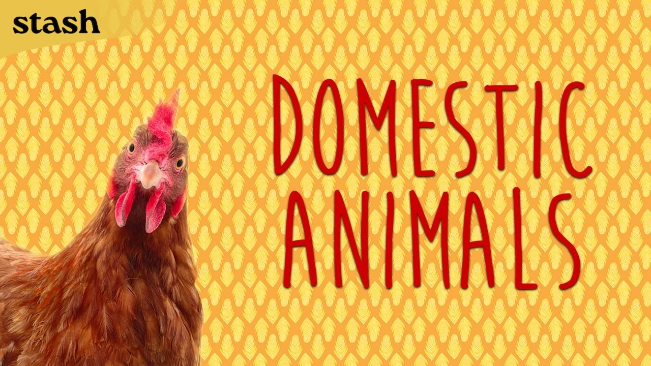 Domestic Animals
