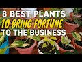 8 LUCKY PLANTS TO BRING GOOD FORTUNE TO THE BUSINESS - FENG SHUI LUCKY PLANTS PARA SA NEGOSYO
