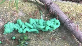 Vulcan Ant Bait Trial On Weaver Ants Oecophylla Smaragdina