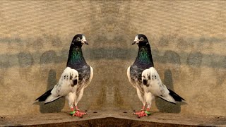 Kalsira Teddy Pair | Ch Sakhi Muhammad Bhatti Pigeons