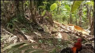 Mikat ayam hutan merah jawa/ahmj/bekikuk/kasintu.Didatangi ori magician.pikat(robet) jadi patung