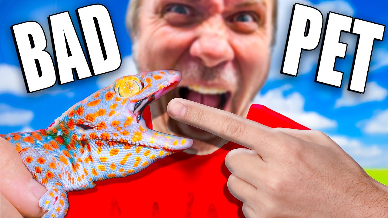 Best Reptile Vs Worst Reptile YouTube Best Reptile Vs Worst Reptile YouTube