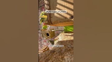 #سورة_الأعراف #قرآن #عبدالباسط_عبدالصمد #المصحف #العراق #مصر #السعودية #quran #birds #budgies #usa