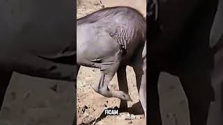 A fruta de Marula #curiosidades #animals #humor #africa #shorts