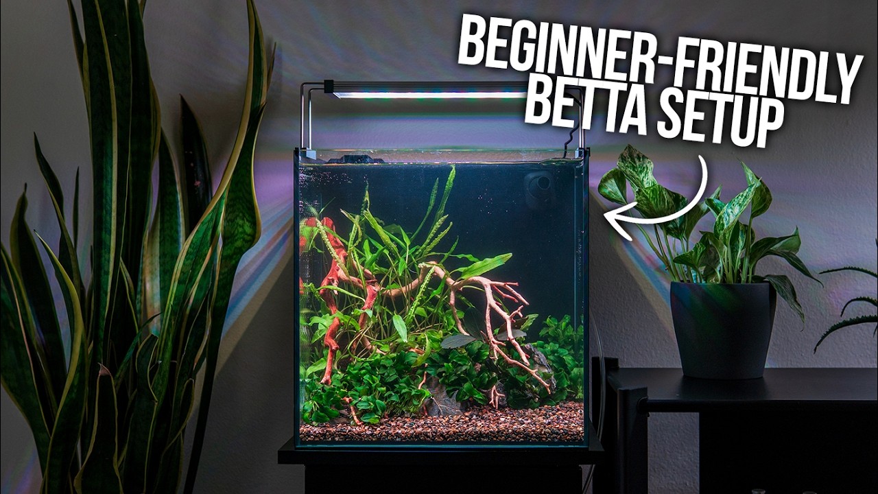 Setting Up a Home for Betta Fish in an All-In-One Tank