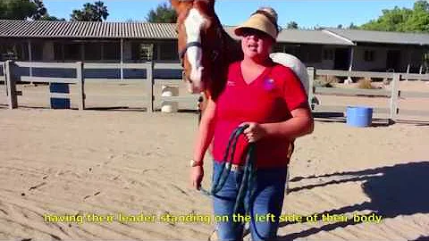 Horse Leading Basics | Ivey Ranch Park Association