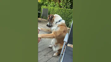 Dog Dick 