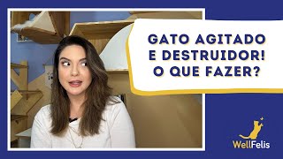 Gato agitado e destruidor! O que fazer?