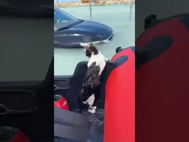 Dubai floods: Police save a cat