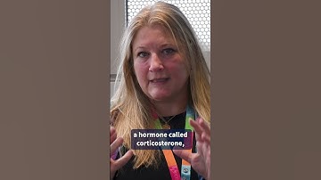 The Developing Bird Brain