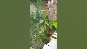 little baby monkey learns to climb a tree