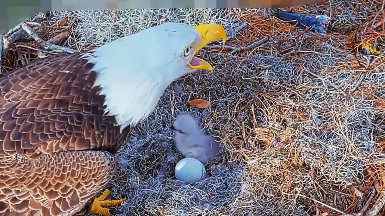 #baldeagle Cam4#05 mother birds brings food to feed her chicks in the nest, Falcon babies feeding