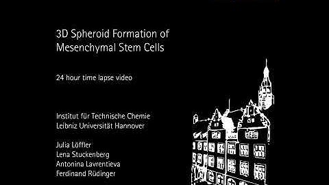 3D Spheroid Formation of MSC